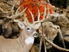 Whitetail Buck With Big Antlers