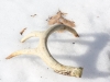 Shed Antler in Snow