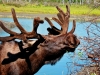 Moose Grazing in Canada
