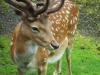 Beautiful Male Red Deer