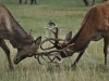 Two Bucks Fighting With Their Antlers