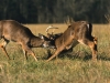 Whitetail Bucks Fighting