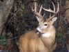 Whitetail Deer With Antlers