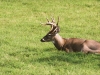 Whitetail Buck Laying on Grass