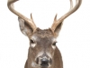 Whitetail Deer With Antlers Mounted