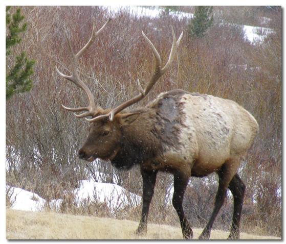 Bull Elk Walking in Snow