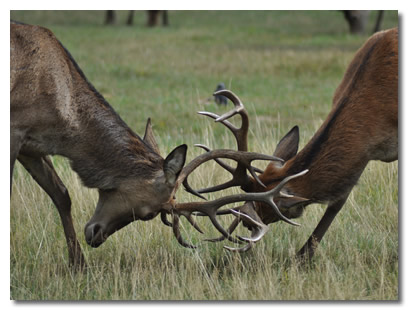 Deer Fighting With Antlers