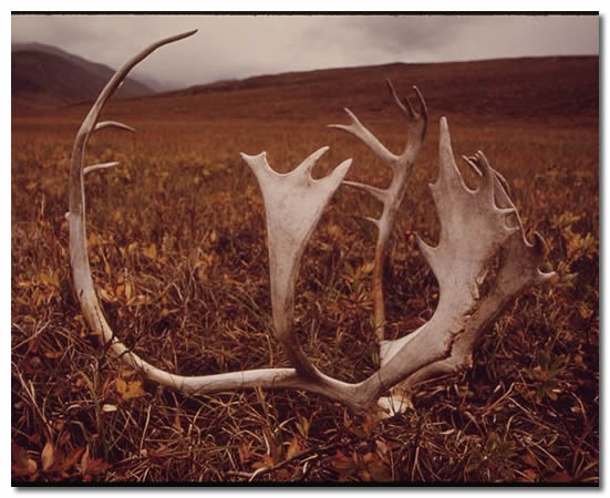 Shed Caribou Antlers