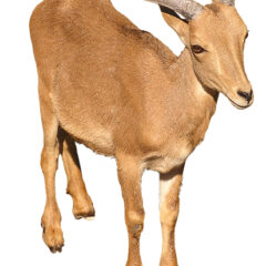 Horned Goat