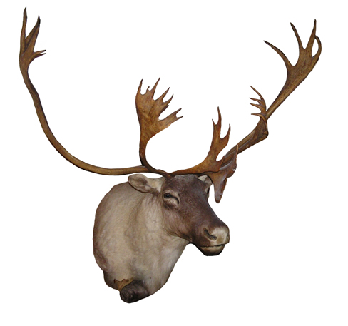 Caribou Deer Mount